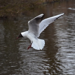 2018-04-14 Copenhagen/Utterslev Mose/DSC_0156.JPG